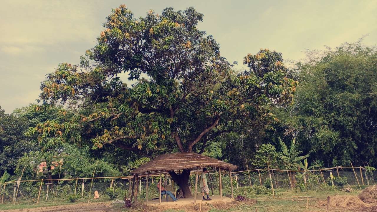 Weaving Dreams and Despair in the Terai